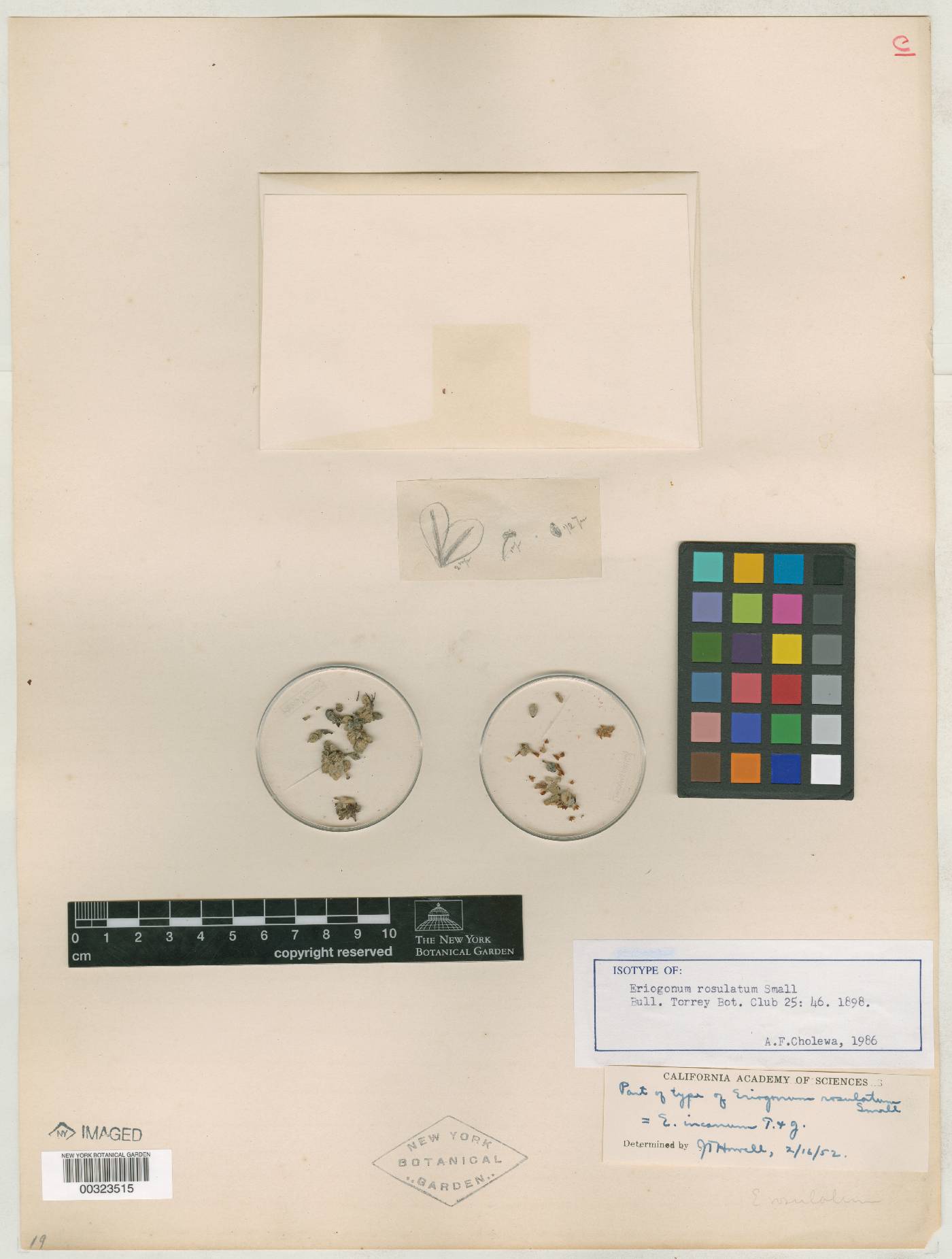 Eriogonum rosulatum image