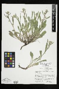 Oreocarya suffruticosa image