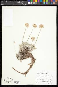Eriogonum ovalifolium image