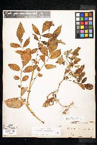 Solanum verrucosum image