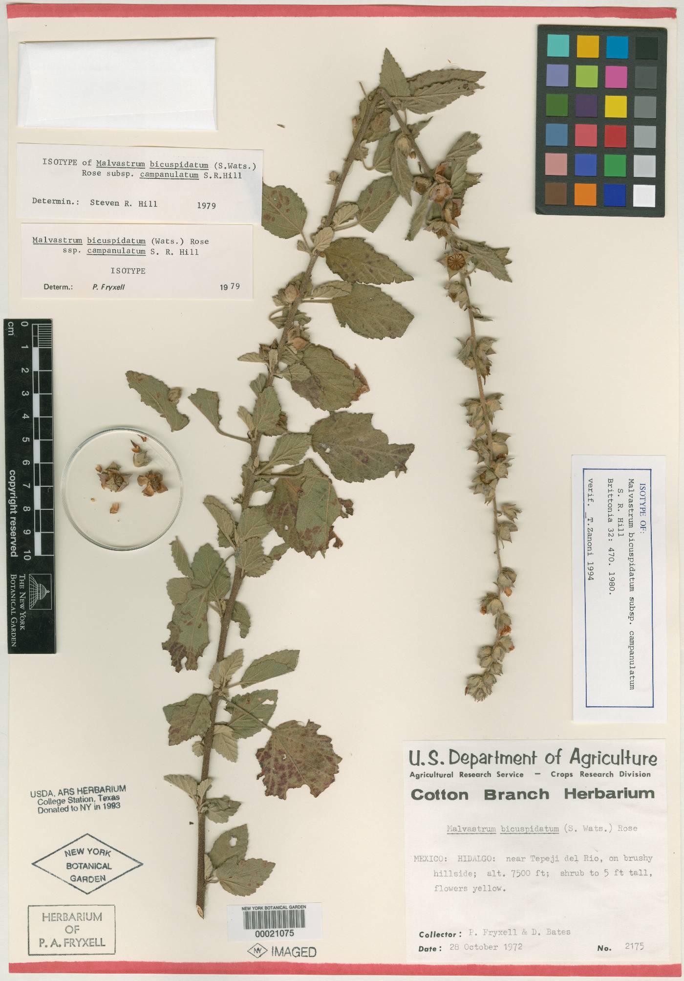 Malvastrum bicuspidatum subsp. campanulatum image