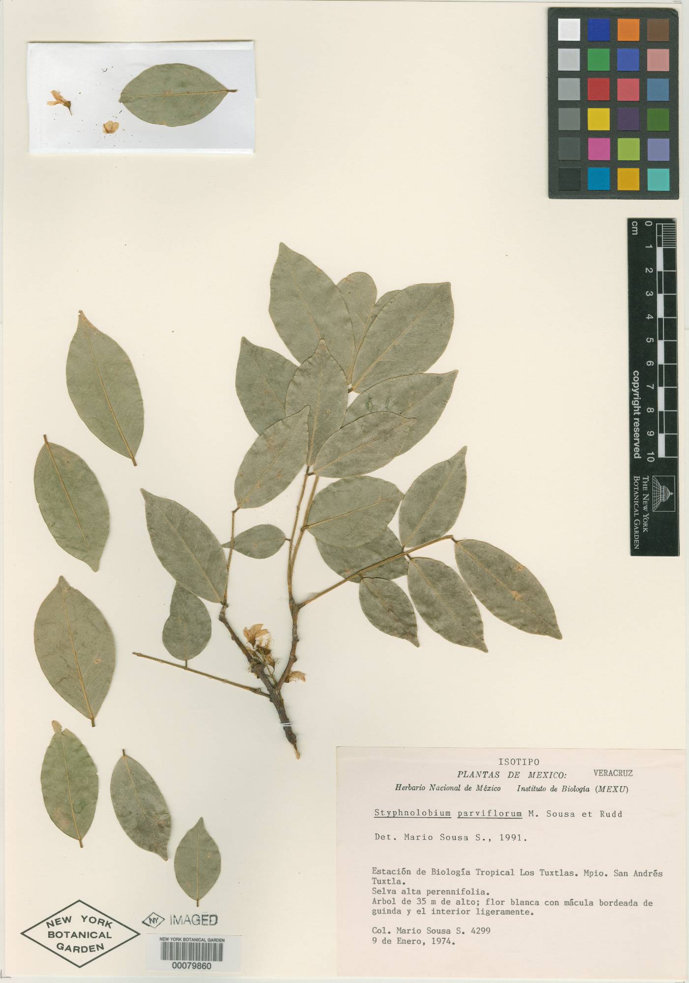 Styphnolobium parviflorum image