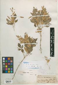 Fraxinus macropetala image