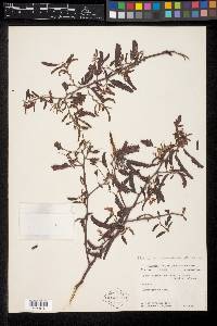 Chamaecrista chamaecristoides var. cruziana image