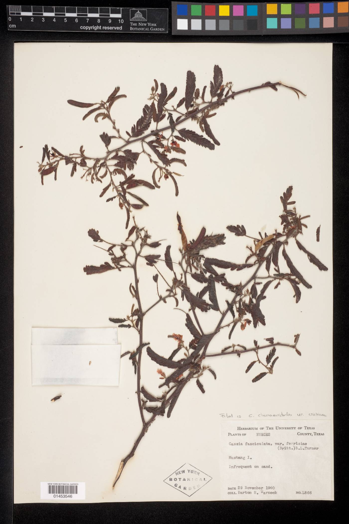 Chamaecrista chamaecristoides image