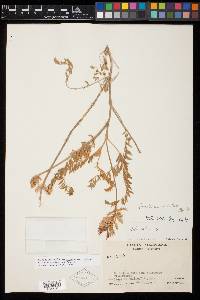 Astragalus mollissimus var. irolanus image