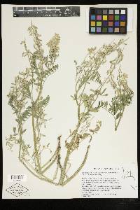 Astragalus bisulcatus image