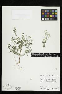 Cryptantha pterocarya image