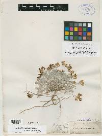 Astragalus scaposus image
