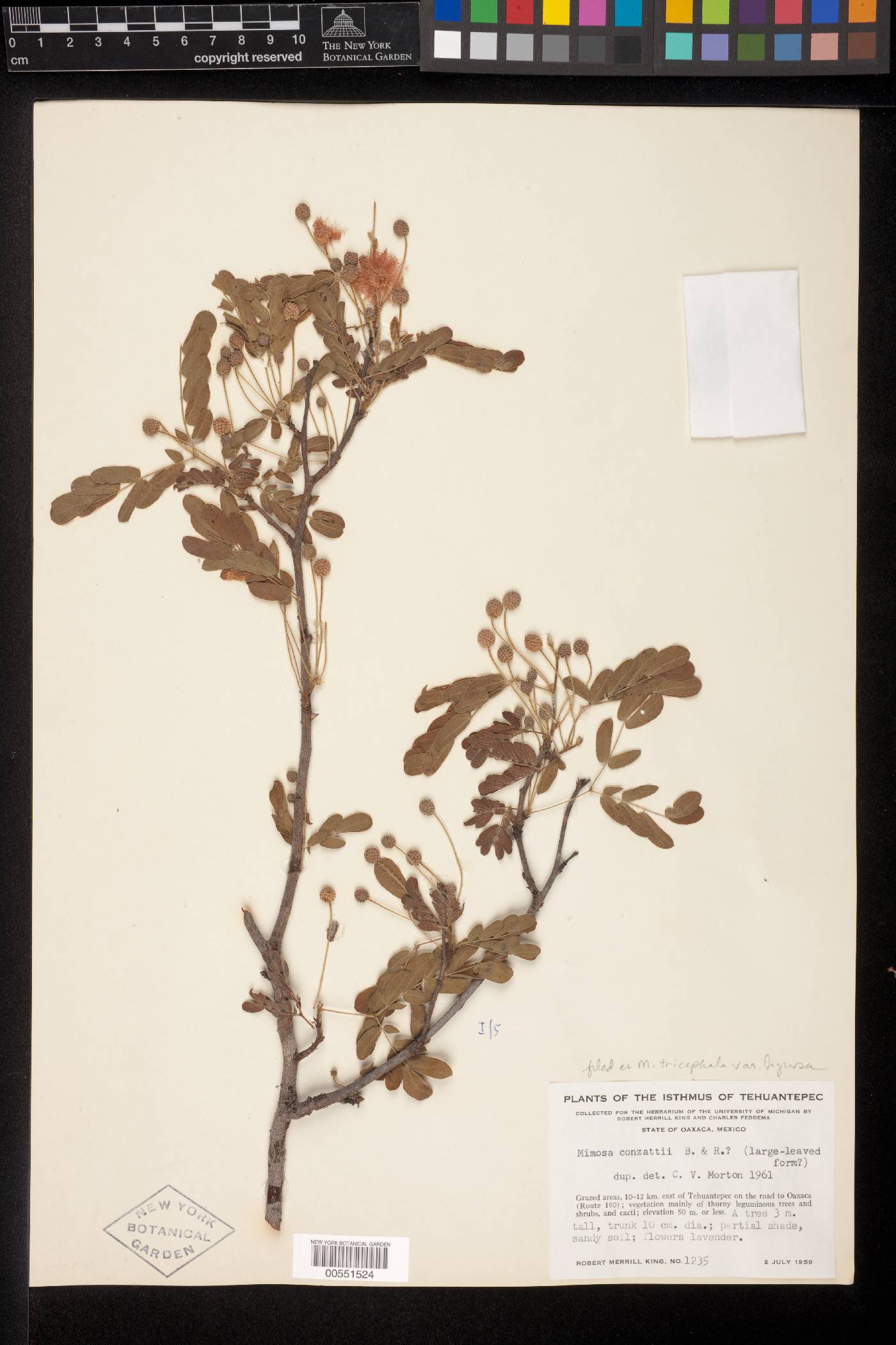 Mimosa tricephala var. lignosa image