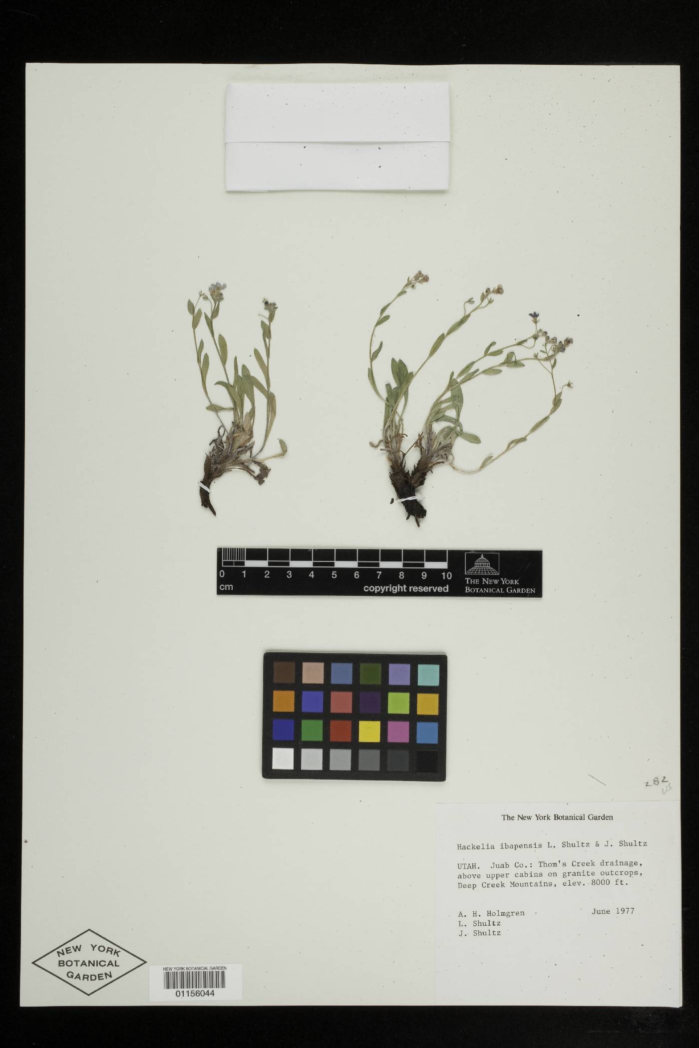 Hackelia ibapensis image