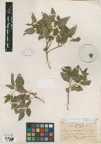 Physalis virginiana image