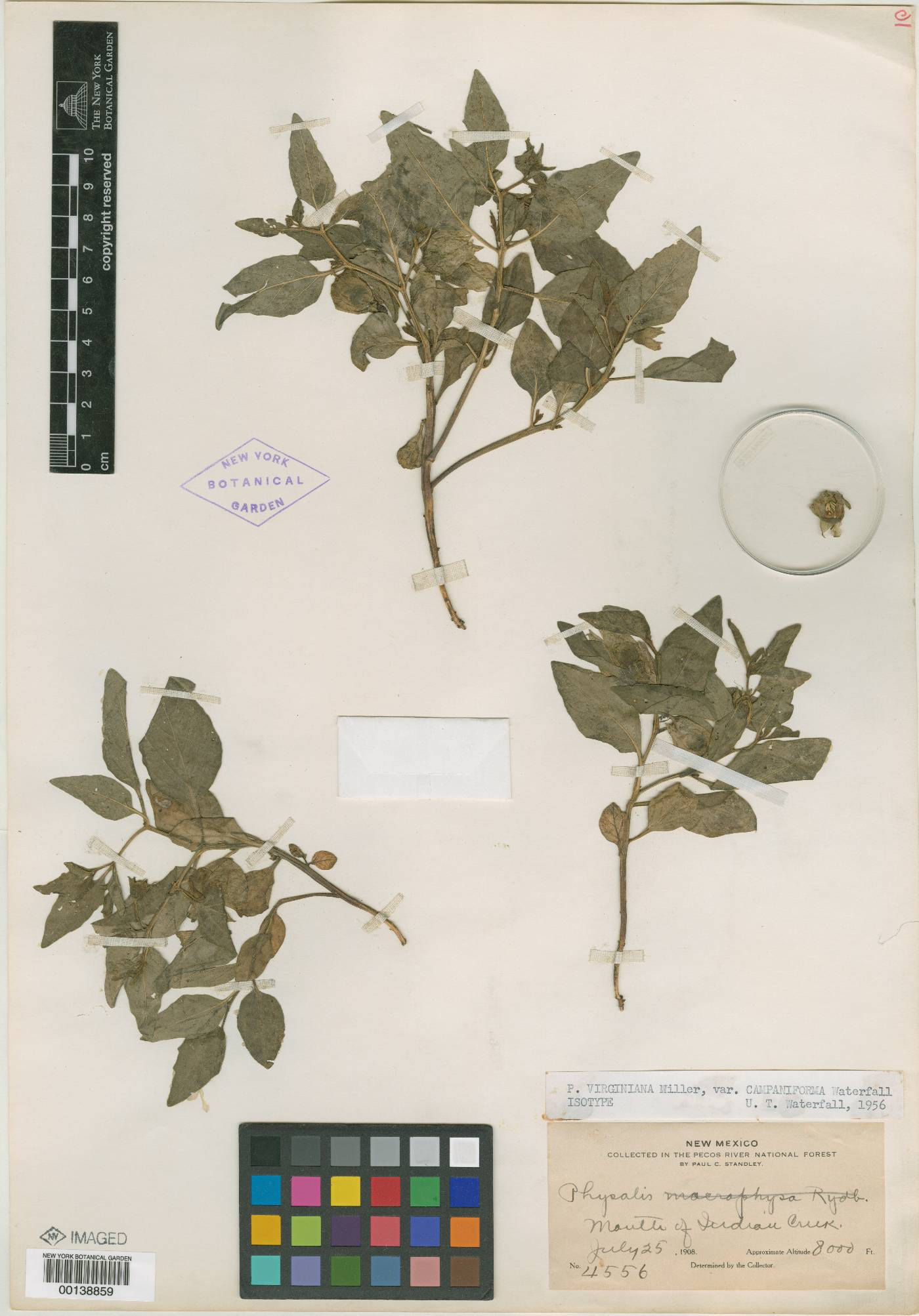 Physalis virginiana var. campaniforma image