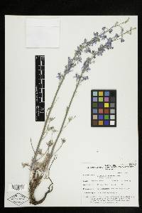 Delphinium parishii subsp. parishii image