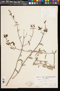 Keckiella breviflora image