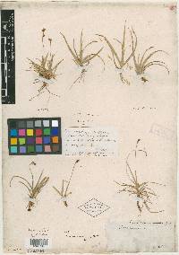 Carex concinna image
