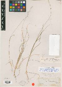 Carex brunnescens subsp. sphaerostachya image