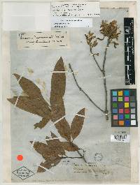 Quercus seemannii image