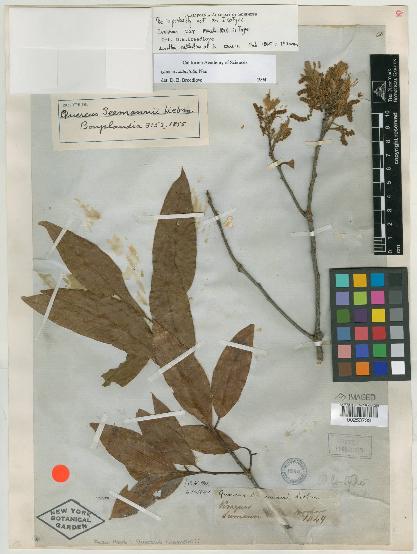 Quercus seemannii image