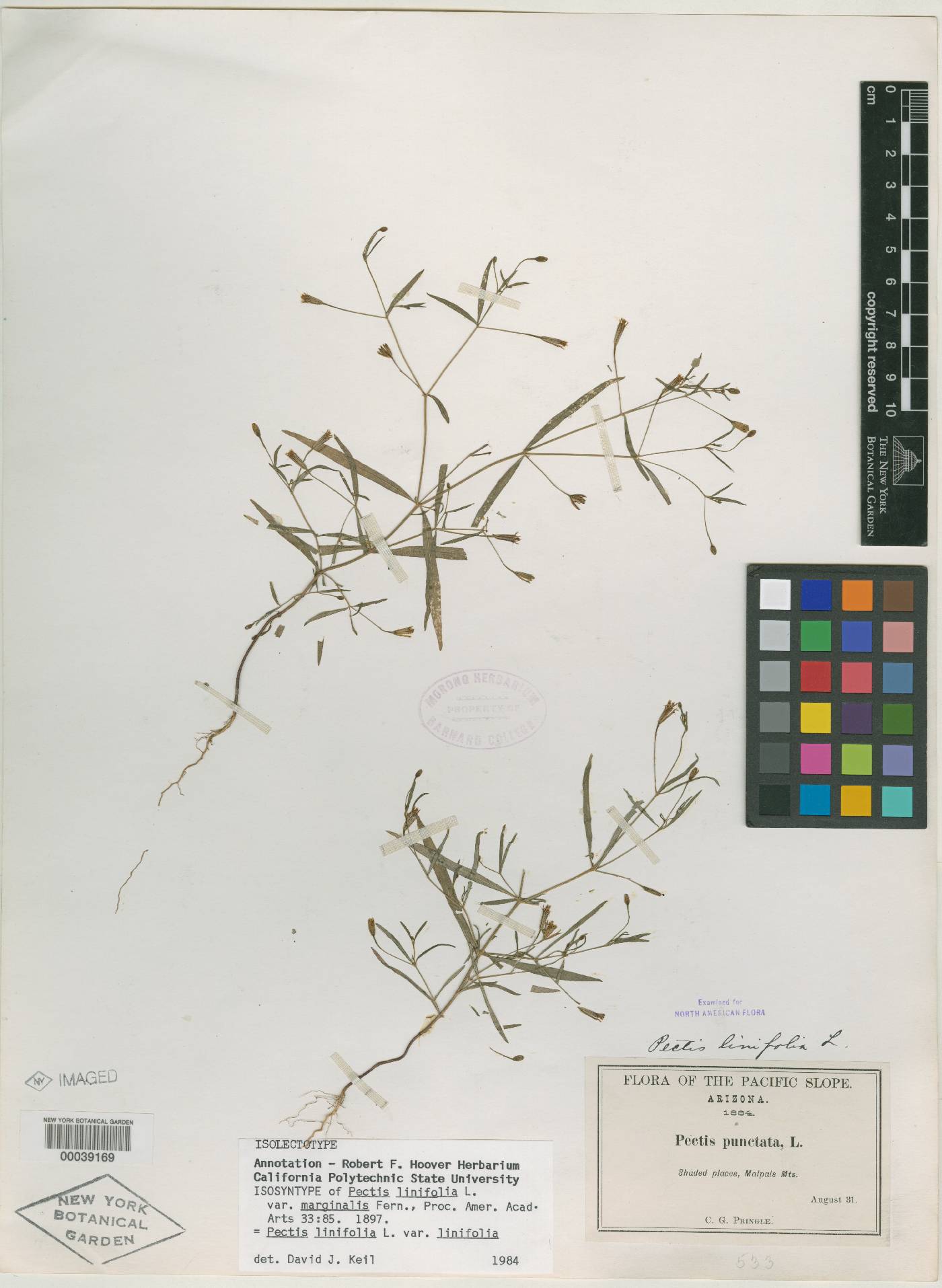 Pectis linifolia var. marginalis image