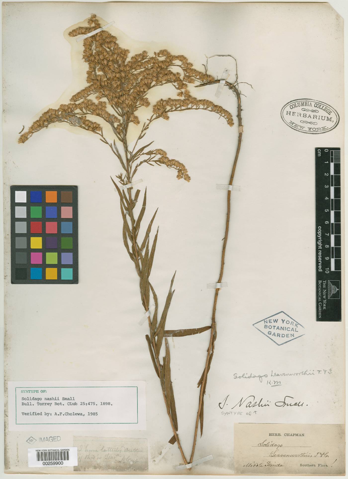 Solidago nashii image