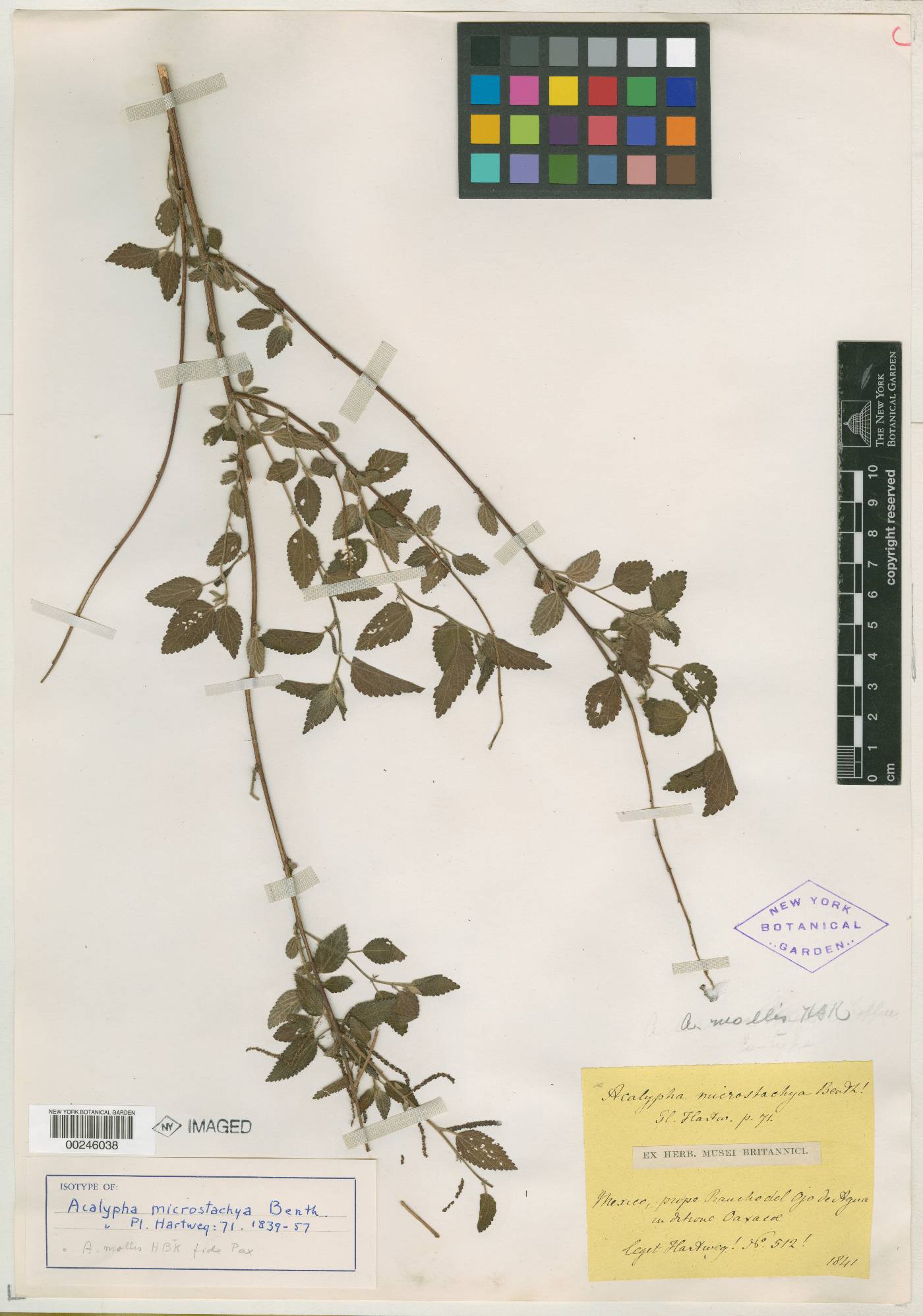 Acalypha mollis image