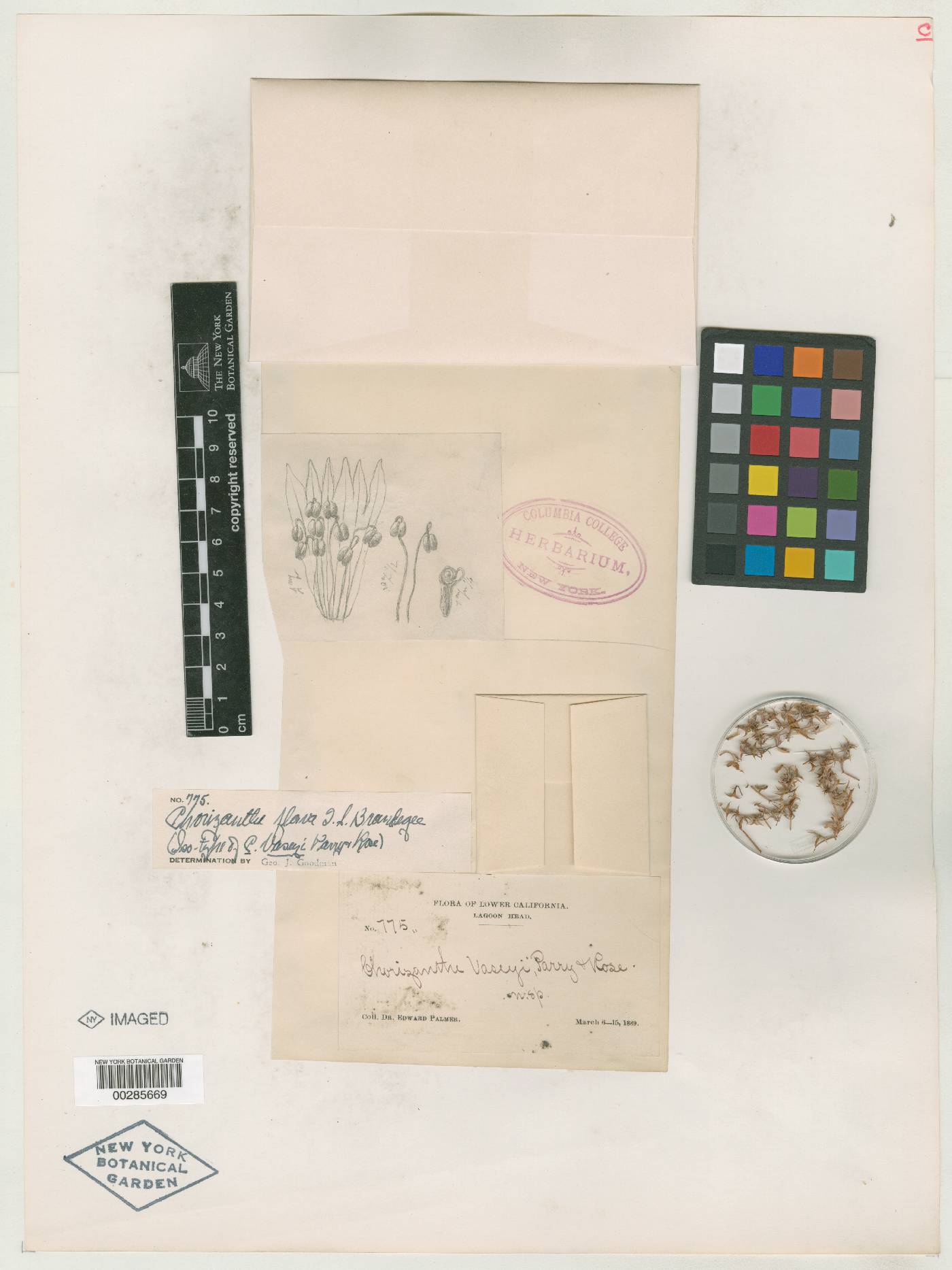 Chorizanthe vaseyi image