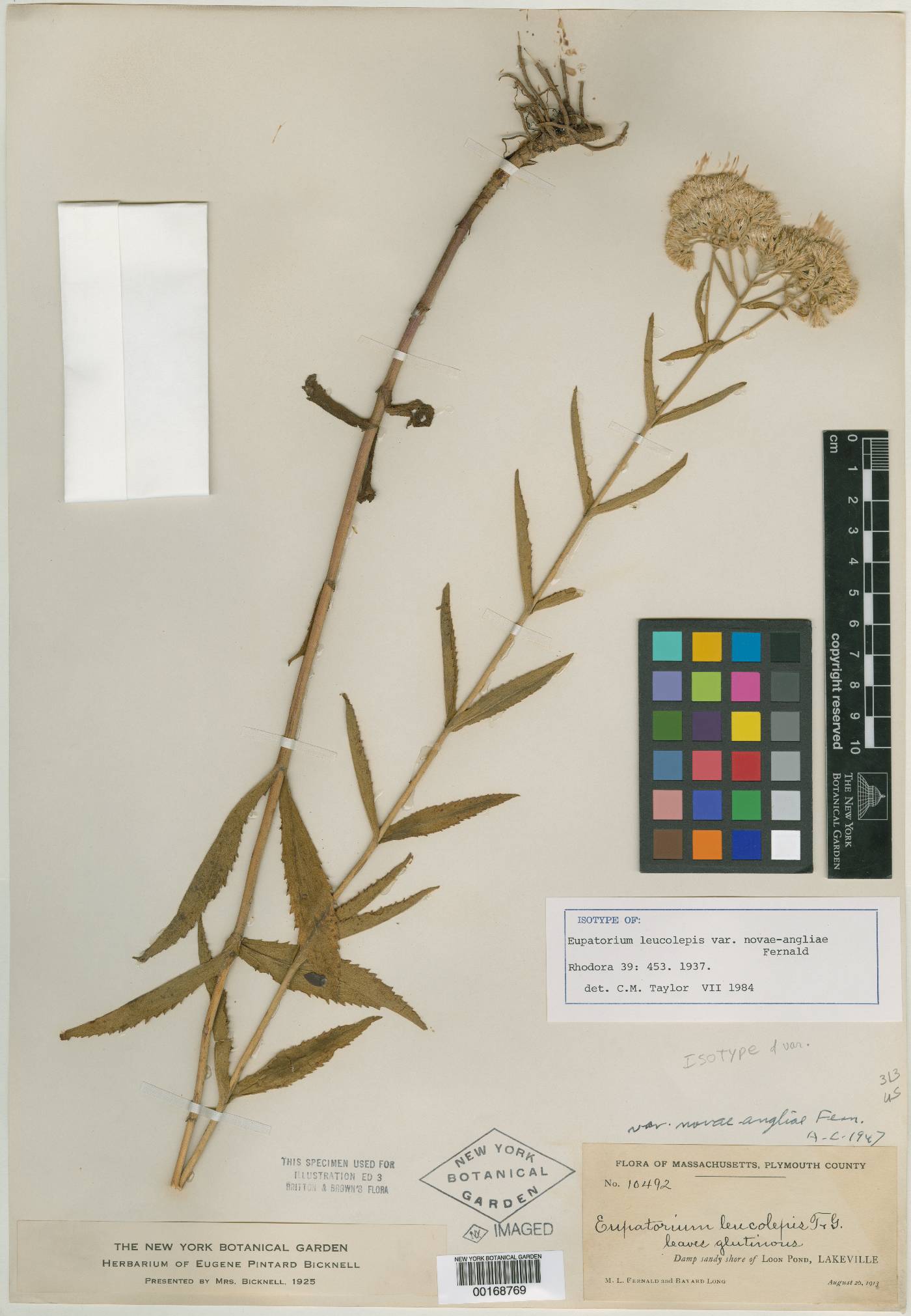 Eupatorium leucolepis var. novae-angliae image