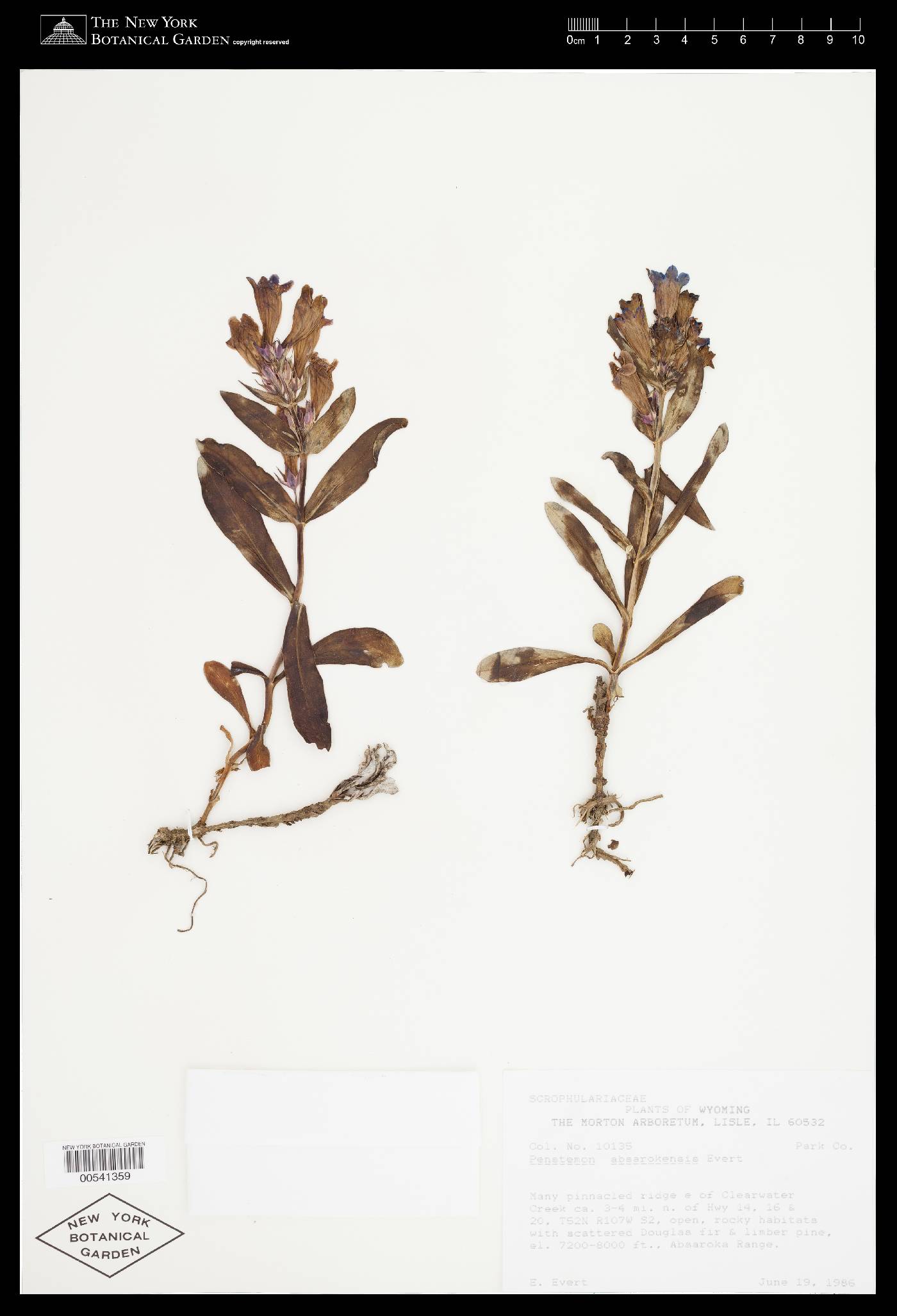 Penstemon absarokensis image