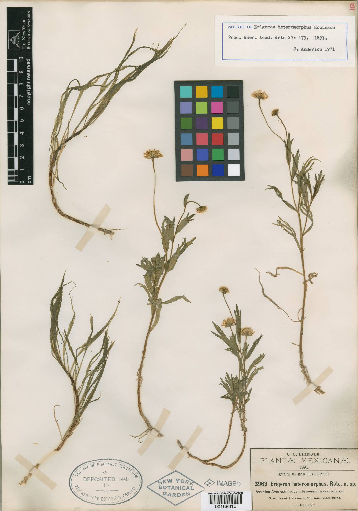 Erigeron heteromorphus image