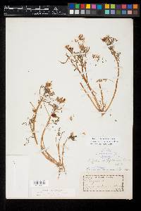 Astragalus tener var. ferrisiae image