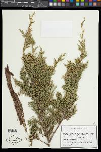 Juniperus virginiana var. virginiana image