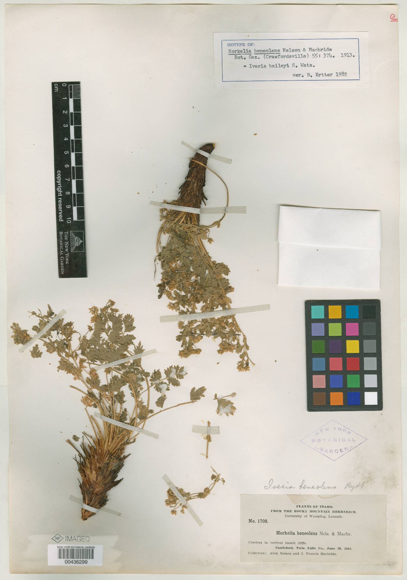 Horkelia beneolens image