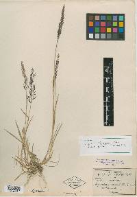 Agrostis thyrsigera image