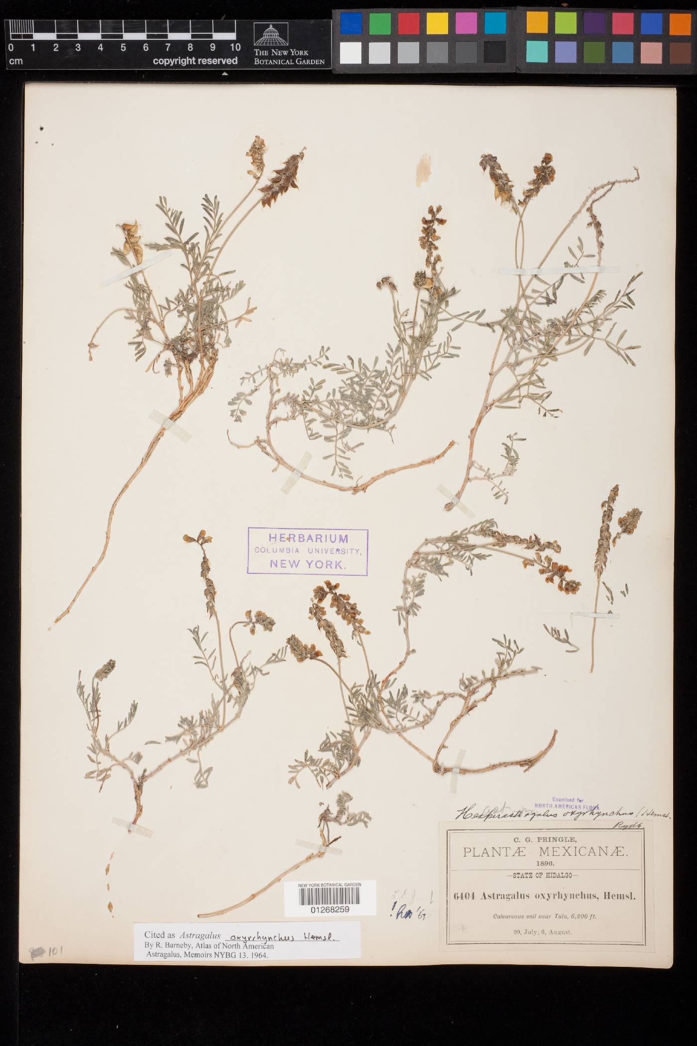 Astragalus oxyrhynchus image