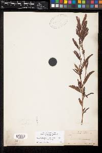 Chamaecrista nictitans var. patellaria image