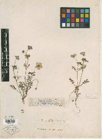 Nemophila insignis image