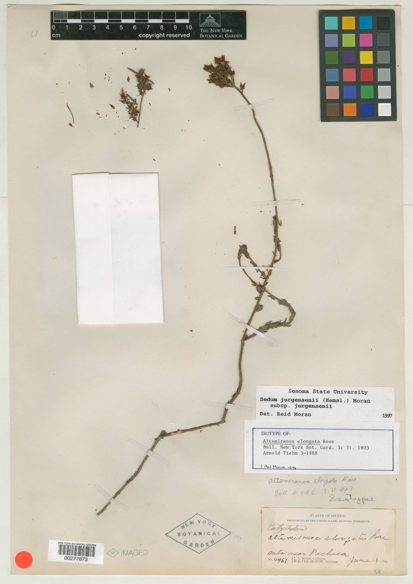Altamiranoa image