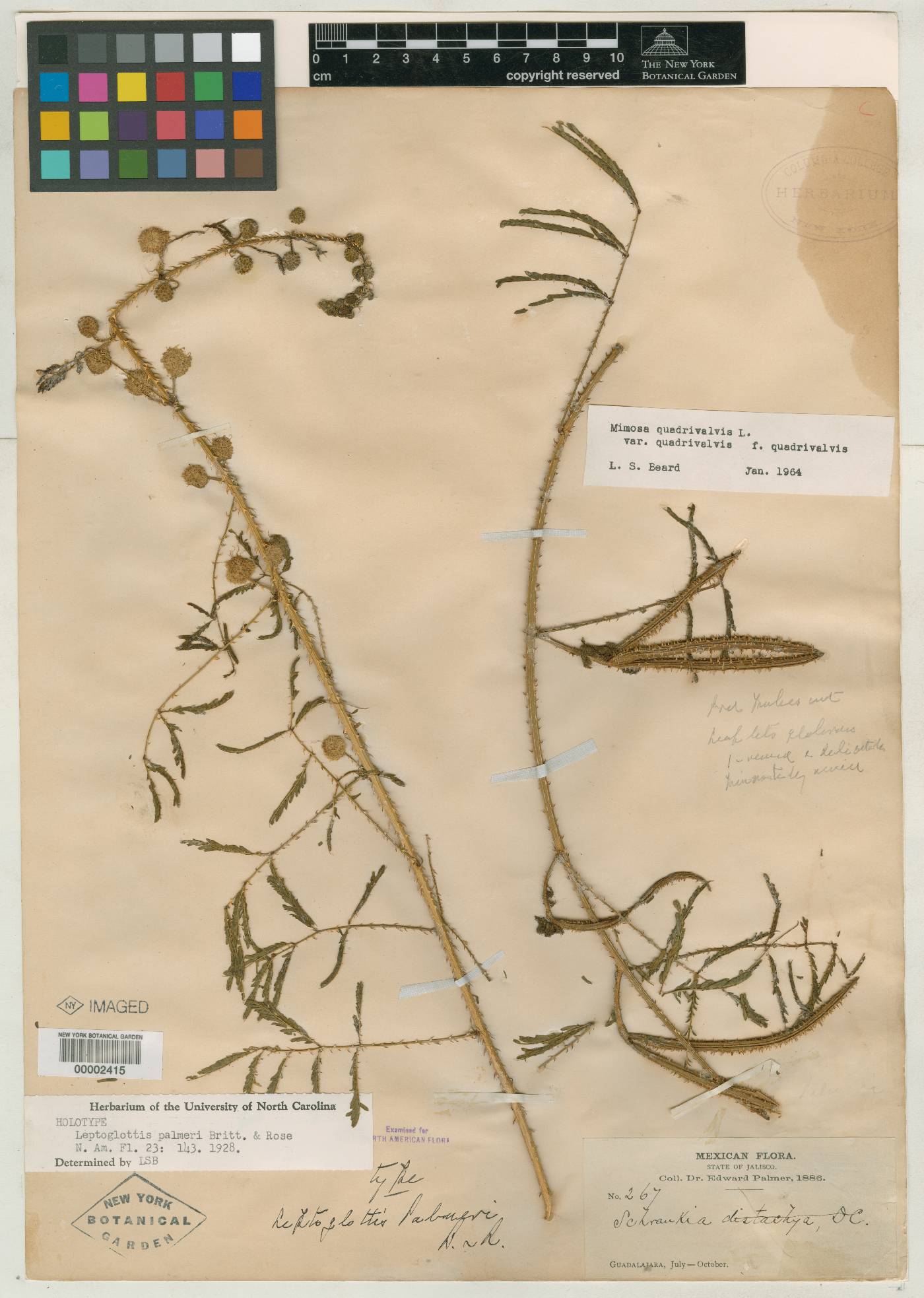 Mimosa quadrivalvis var. distachya image