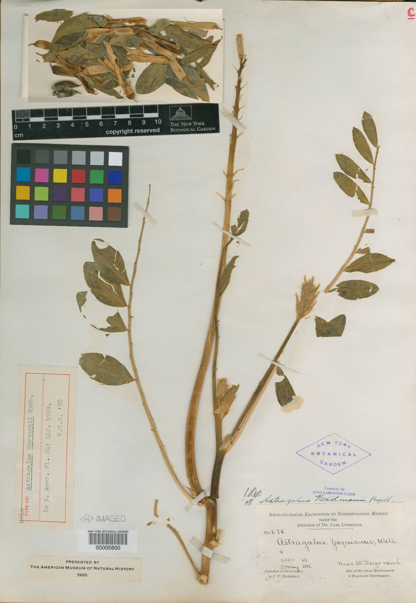 Astragalus hartmanii image