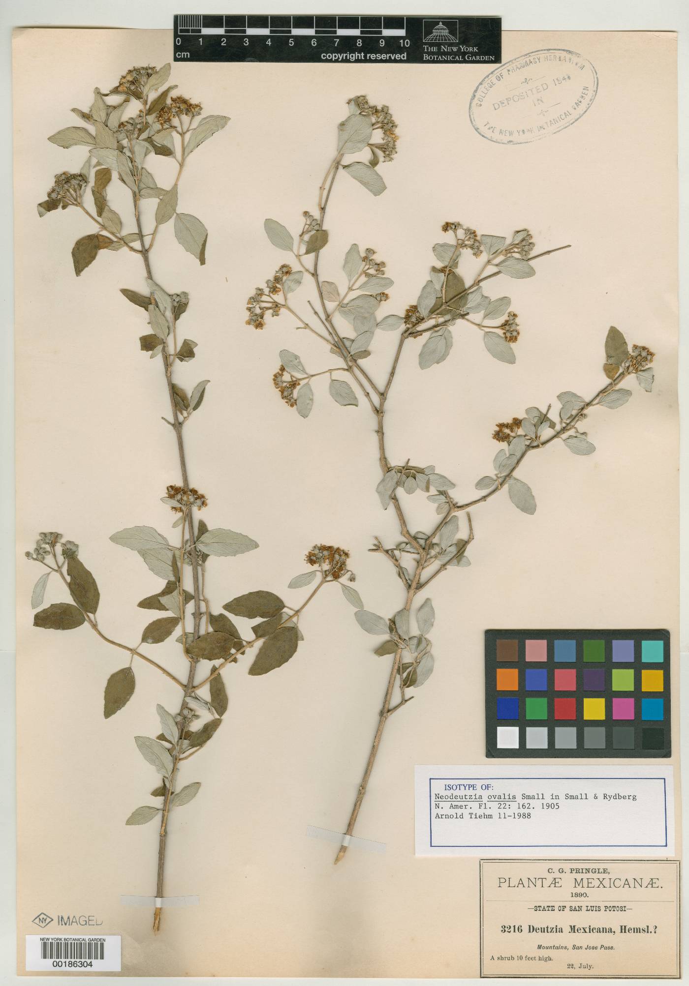 Neodeutzia ovalis image