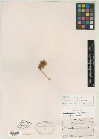 Oenothera gauriflora image