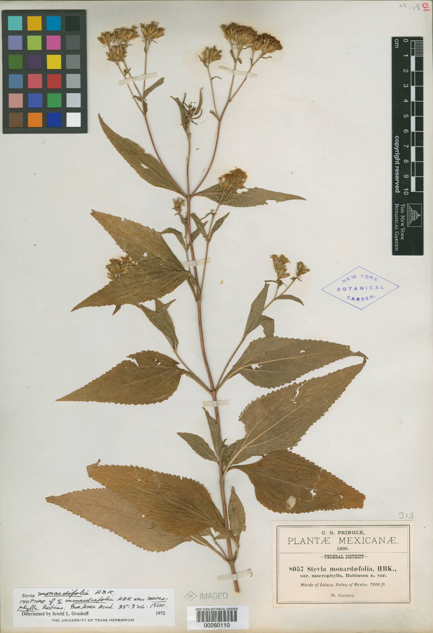 Stevia monardifolia image