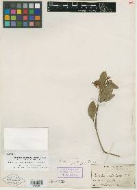 Orbexilum stipulatum image