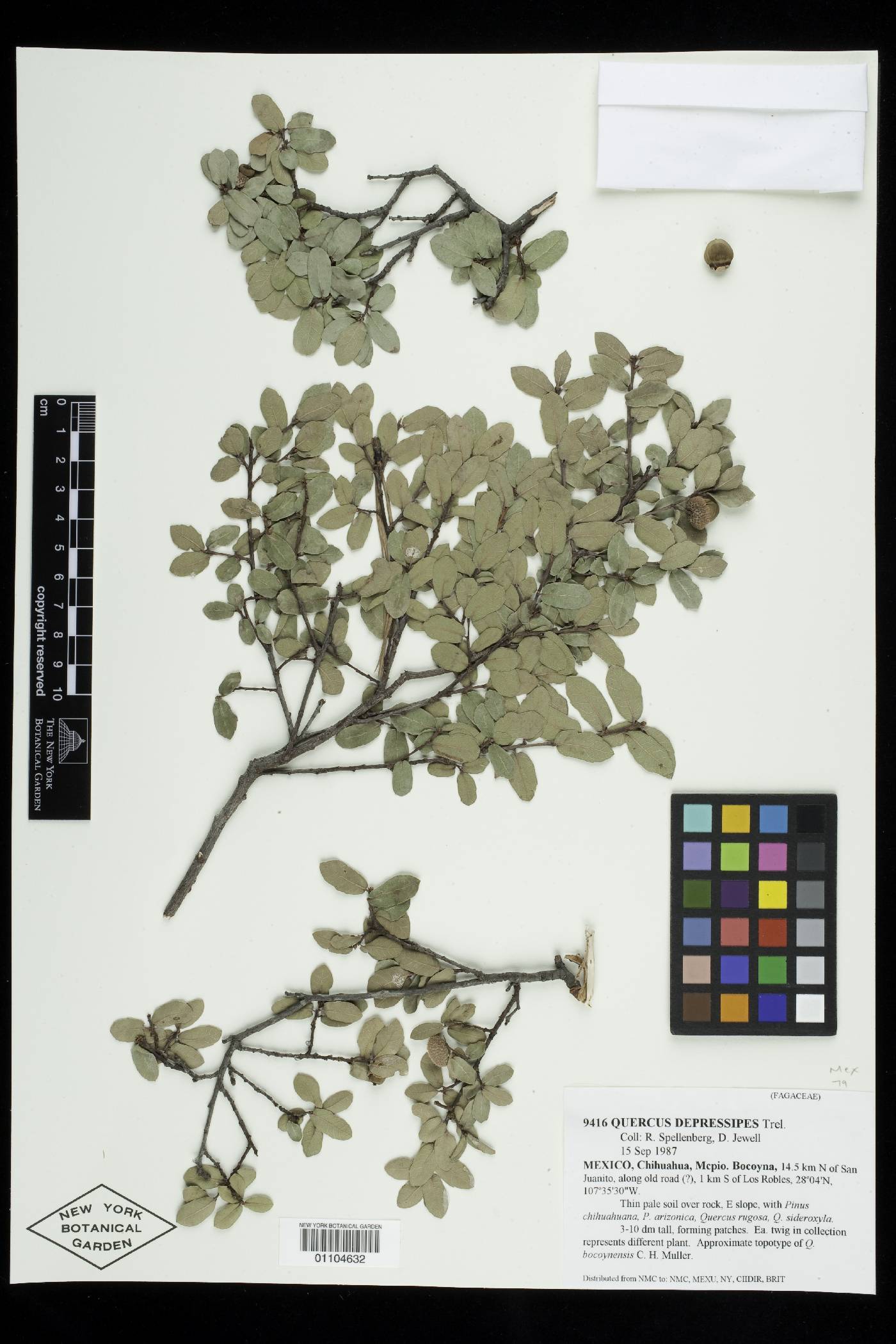 Quercus depressipes image