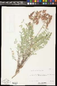 Astragalus scaphoides image