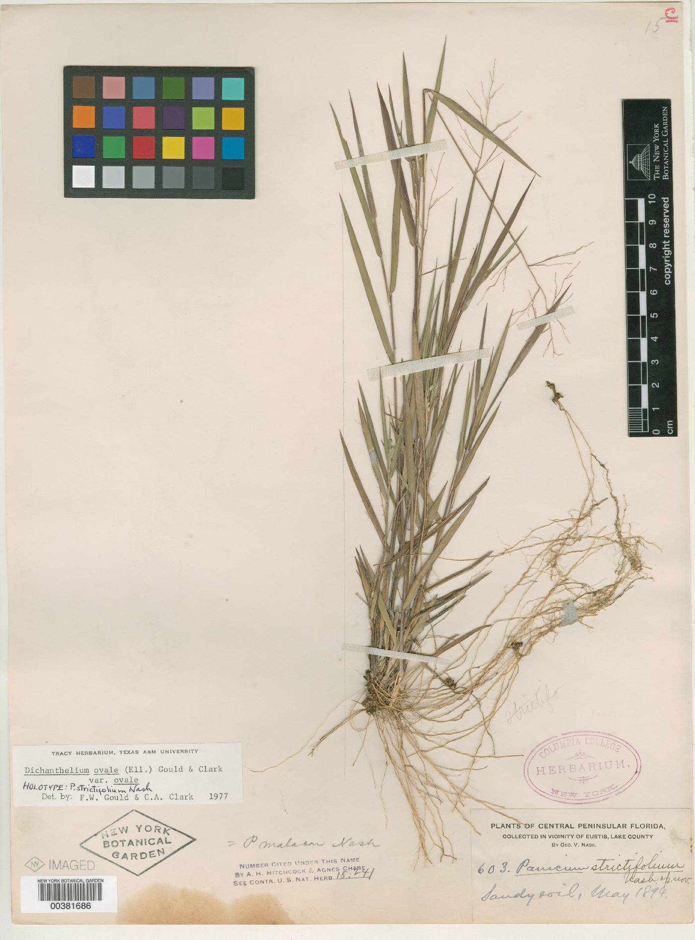 Panicum ovale image