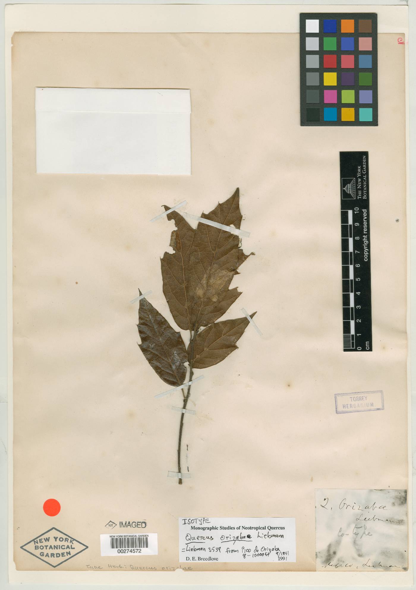 Quercus laurina image