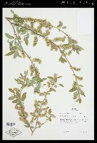 Salix boothii image