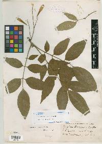 Fraxinus michauxii image